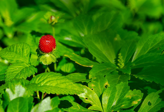 Soft fruit