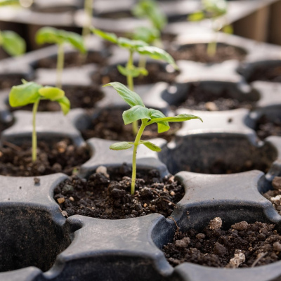 Coir Planting Discs